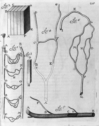 Estudio de la circulación sanguínea en peces voladores y otros animales. Descripción por el comerciante y científico holandés Antoine van Leeuwenhoek (1632-1723). Grabado de 