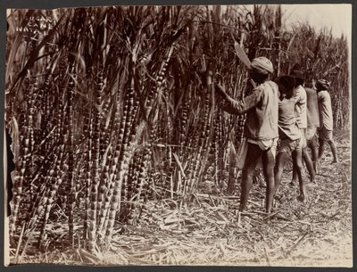 Sugar Cane, Natal de Unknown artist