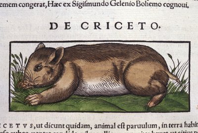 El hámster en Historia Animalium de Conrad Gesner (1516 - 1565), Tiguri de Unknown artist