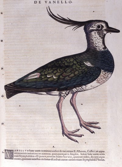 La avefría en Historia Animalium por Conrad Gesner (1516 - 1565), Tiguri de Unknown artist