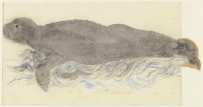 La foca monje-Monachus monachus de Unknown artist