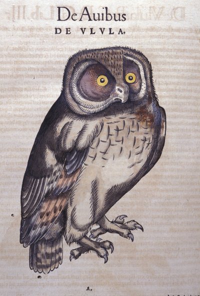 El búho en Historia Animalium de Conrad Gesner (1516 - 1565), Tiguri de Unknown artist