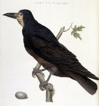 El cuervo Frugilegus - tabla de historia natural de Unknown artist
