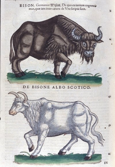 El bisonte y el bisonte blanco de Historiae animalium de Konrad Gesner, Tiguri de Unknown artist