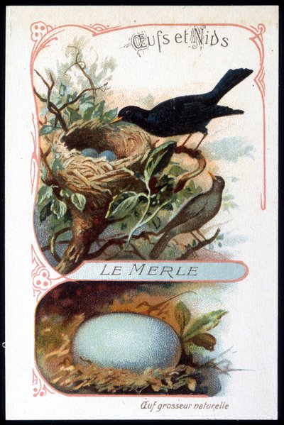 El mirlo y su nido - cromo., finales del siglo XIX de Unknown artist