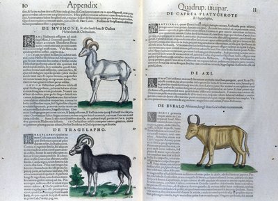 La doble página de los cuadrúpedos en Historia Animalium de Conrad Gesner (1516 - 1565), Tiguri de Unknown artist