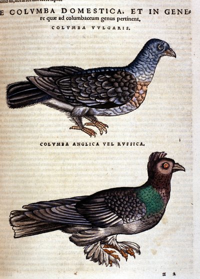 La paloma de la Historia Animalium de Conrad Gesner, Tiguri 1560. Biblioteca nazionale Braidense. Milán de Unknown artist