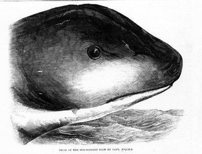 La cabeza de la serpiente marina gigante fue avistada por la tripulación del HMS Daedalus en 1848. Era grabado. de Unknown artist