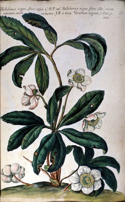 El eléboro o eléboro negro, también llamado rosa de Navidad de Unknown artist