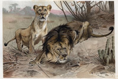 El león (Panthera leo) - grabado de 