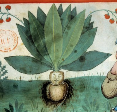 La mandrágora. Planta medicinal a la que a menudo se le han atribuido virtudes mágicas extraordinarias. (detalle) de Unknown artist