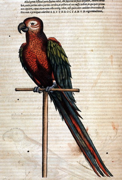 El loro según la Historia Animalium de Conrad Gesner, Tiguri 1560. Biblioteca nazionale Braidense. Milán de Unknown artist