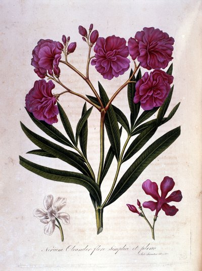 El laurel rosa (adelfa) de Unknown artist