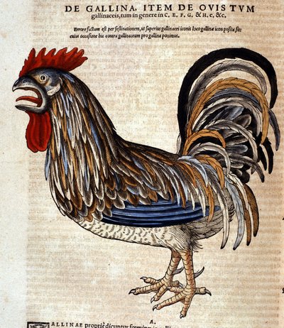 El gallo de la Historia Animalium de Conrad Gesner, Tiguri 1560. Biblioteca nazionale Braidense. Milán de Unknown artist