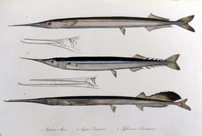 La aguja de mar. Tabla de historia natural. Siglo XIX de Unknown artist