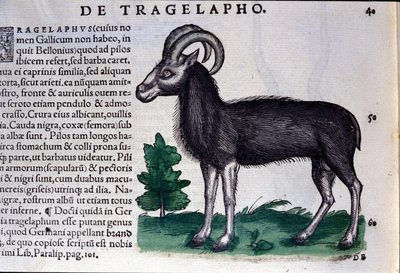 La oveja en Historia Animalium de Conrad Gesner (1516 - 1565), Tiguri de Unknown artist