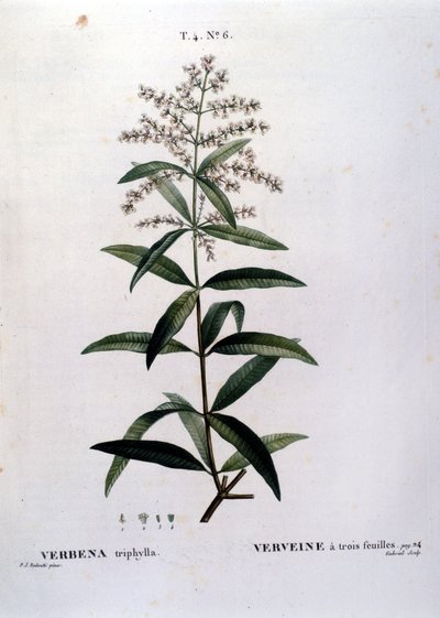 La verbena. Grabado del siglo XIX de Unknown artist