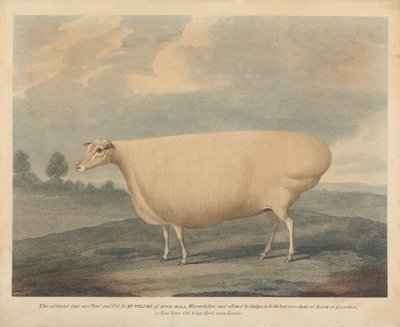 Esta famosa oveja fue criada y alimentada por el Sr. Wilcox. de Unknown artist