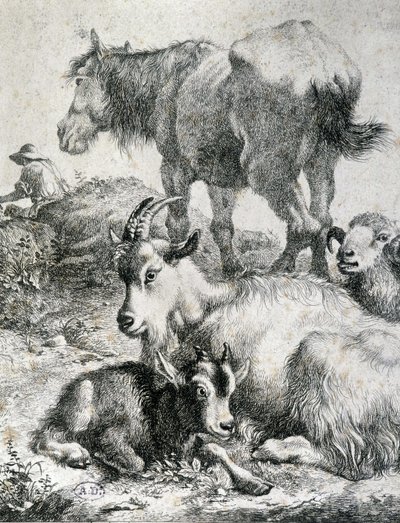 Caballo de tiro, cabra, cabra y carnero - grabado de Unknown artist
