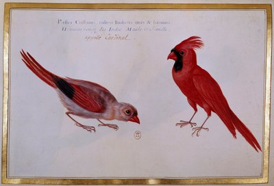 Dos pájaros cardenales, gorrión rojo de las Indias. Lámina ornitológica del siglo XVIII. París, B.N. de Unknown artist