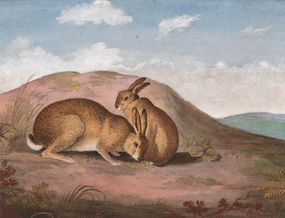 Dos liebres: En una ladera de Unknown artist