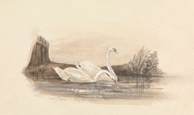 Dos cisnes en un lago de Unknown artist