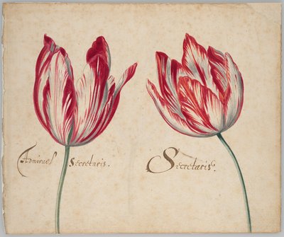 Dos tulipanes (anverso); un tulipán (reverso) de Unknown artist