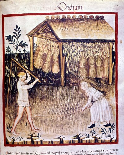 Dos campesinos recuperan la cebada. En el fondo, los fardos de trigo se almacenan bajo un refugio. Iluminación del libro de medicina y dietética “Tacuinum sanitatis” de Unknown artist