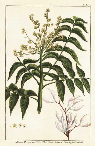 Árbol del barniz, Ailanthus altissima, o árbol de cera, Rhus succedanea de Unknown artist