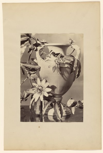 [Jarrón con flores de la pasión] de Unknown artist