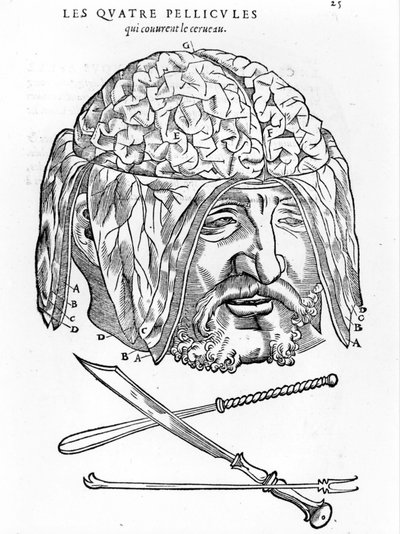 Walter Hermann Ryff: descripción anatómica de todas las partes del cuerpo humano: el cerebro. París 1545 de Unknown artist