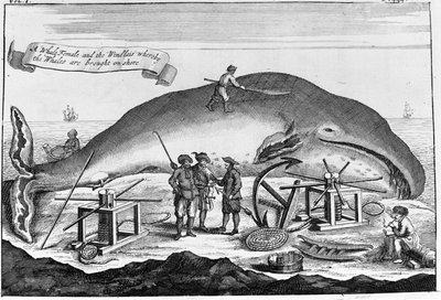 Caza de ballenas: en tierra, se limpia el cachalote. Grabado separado de un libro de principios del siglo XVIII de Unknown artist