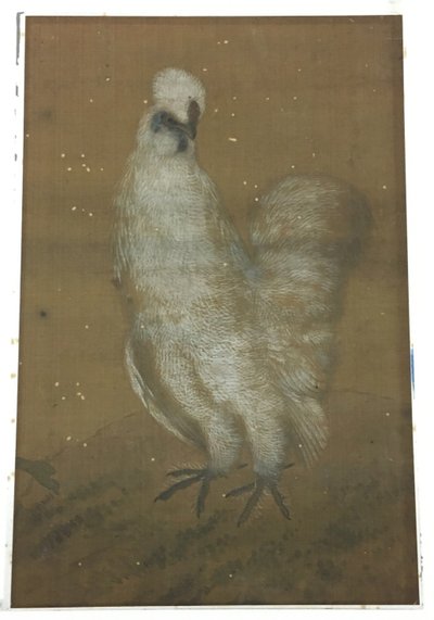 Gallo blanco de Unknown artist