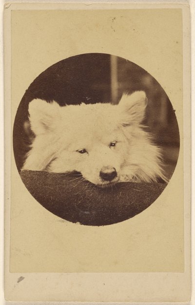 [Perro blanco con la barbilla sobre un cojín] de Unknown artist