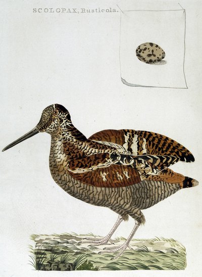 Becada y huevo (scolopax rusticola) - grabado de Unknown artist