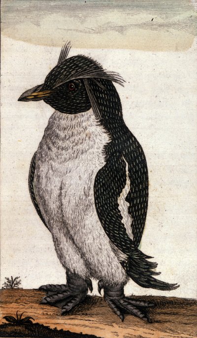 Carta zoológica que representa un ave Diomedea de la familia del Albatros. Grabado del siglo XVIII de Unknown artist