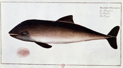 Zoología: tabla que representa un marsopa, mamífero acuático de Unknown artist