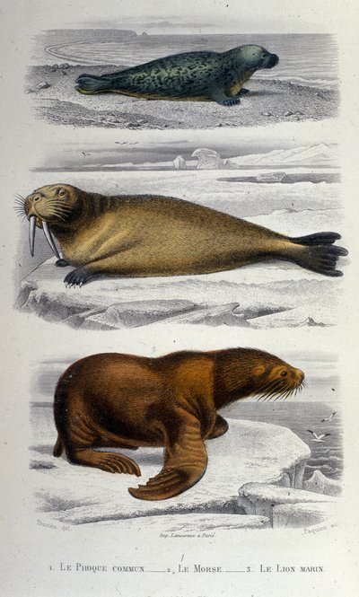 Carta de zoología que representa una foca, una morsa y un león marino. Siglo XIX de Unknown artist