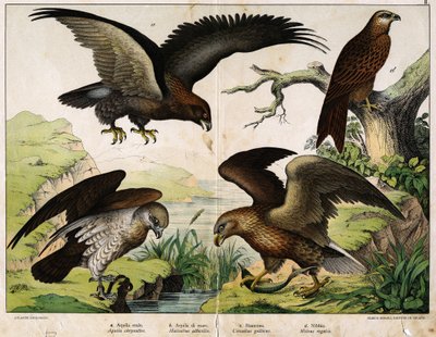 a: Águila real (Aquila chrysaëtos), b: Águila marina (Haliaëtus albicilla), c: Circaete, Juan el Blanco (Circaëtus gallicus), d: Milano (Milvus regalis) - en "Historia Natural de las Aves", ed. Hoepli, Milán de Unknown artist