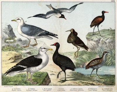 a: El luchador (Machetes pugnax), b: Gallina (Gallinula chloropus), c: Rale des genetes (Crex pratensis), d: Jacana (Parra Jacana), e: Gaviota de ojos negros (Hydrocolaeus ridibundus), f: Gaviota (Larus marinus), g: Gaviota argéntea (Larus argentus) - En " de Unknown artist