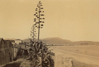 Álbum "Nice et les environs": vista de la costa de Niza de Unknown photographer