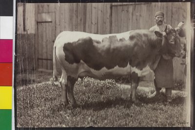 Vaca - Pinzgau Gelbscheck de Unknown photographer