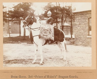 Caballo de tambor, 3er Dragones de la Guardia del Príncipe de Gales, 1895 circa de Unknown photographer