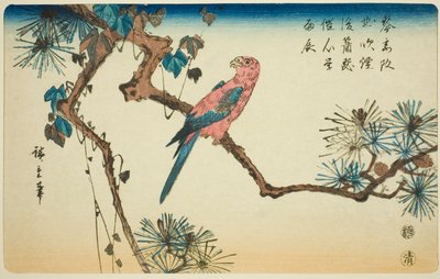 Guacamayo en rama de pino de Utagawa Hiroshige