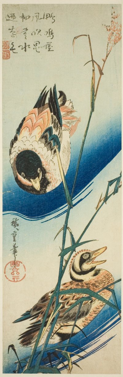 Dos patos nadando entre juncos de Utagawa Hiroshige