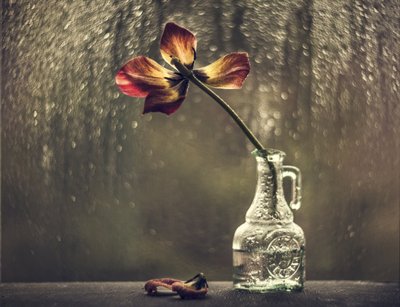 Tulipán marchito, ventana bajo la lluvia de Valeriya Tikhonova