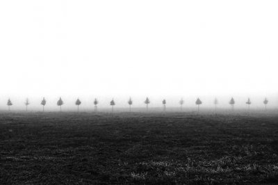 Árboles en un campo brumoso de Vanja Tajnsek