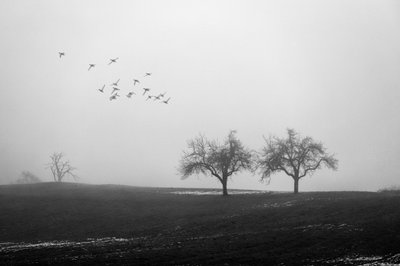 Árboles envueltos en niebla y pájaros de Vanja Tajnsek