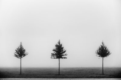 Tres árboles envueltos en niebla de Vanja Tajnsek