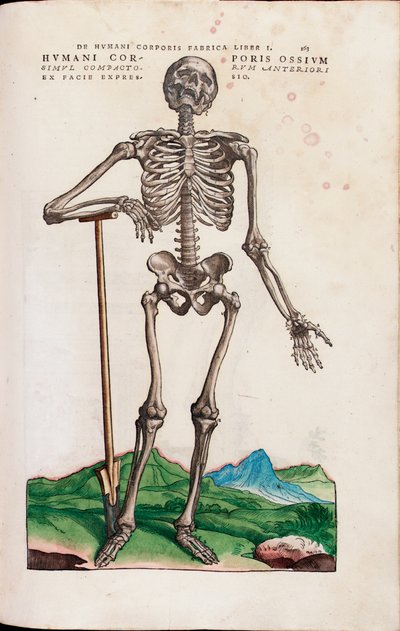 Humani Corporis Ossium, ilustración de "De Humani Corporis Fabrica Libri Septem" por Andreas Vesalius de Venetian School